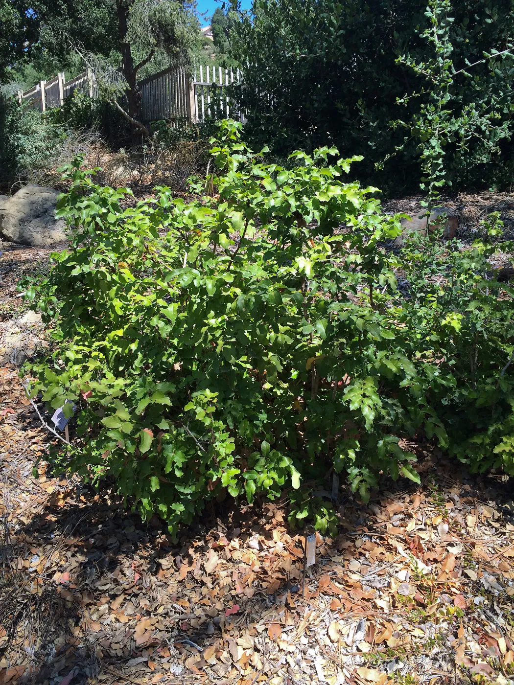 SBBG, Berberis