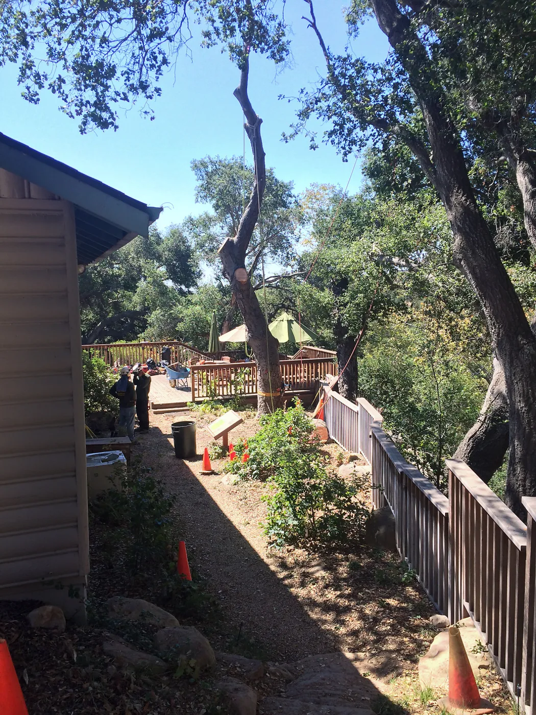 SBBG, Removal of fire damaged oak in Home Demo Garden