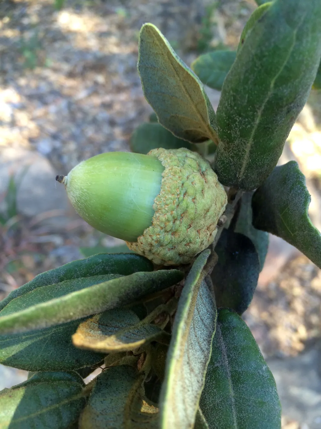 Acorn of Quercus tomentella