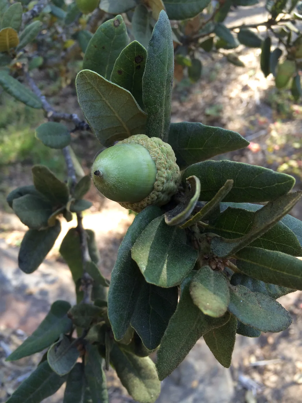 Acorn of Quercus tomentella
