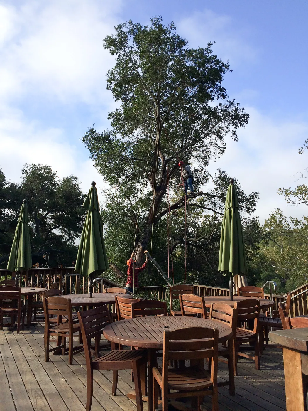 Removal of fire damaged oak behind Home Demo Garden deck