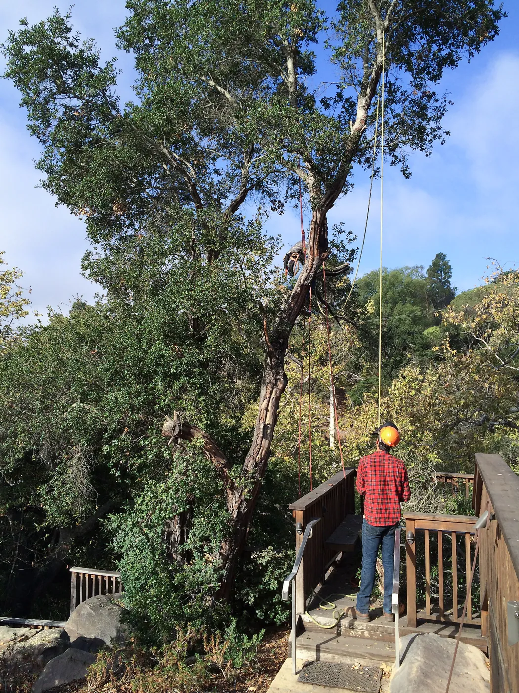 Removal of fire damaged oak behind Home Demo Garden deck