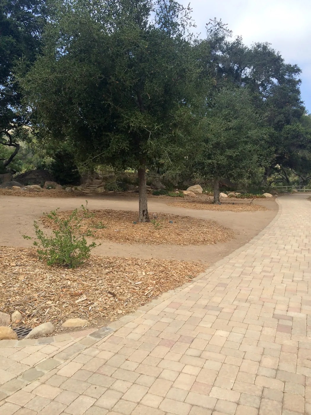 Quercus agrifolia (Coastal Live Oak) , progress of newly planted trees