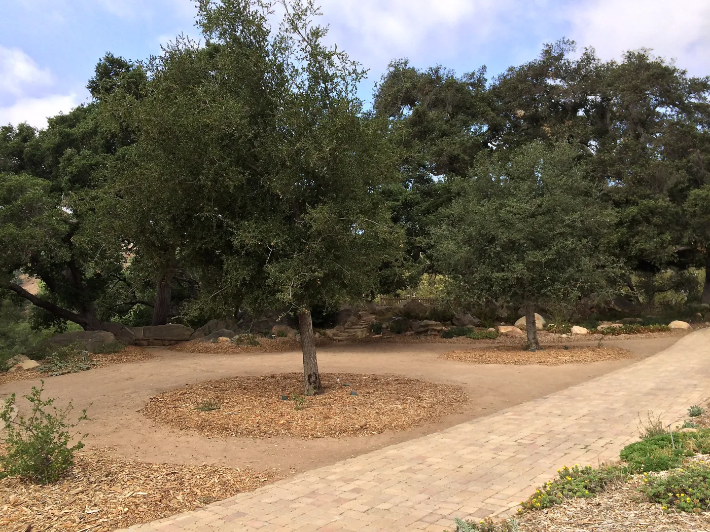 Quercus agrifolia (Coastal Live Oak), progress of newly planted trees