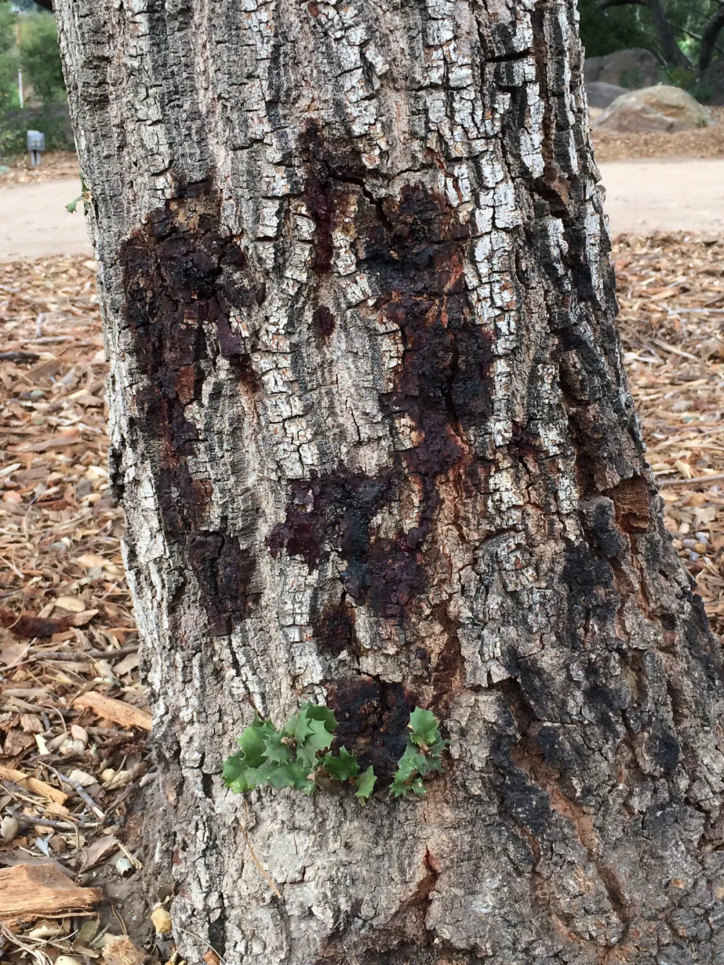 Foamy Canker Disease on Quercus agrifolia (Coastal Live Oak)