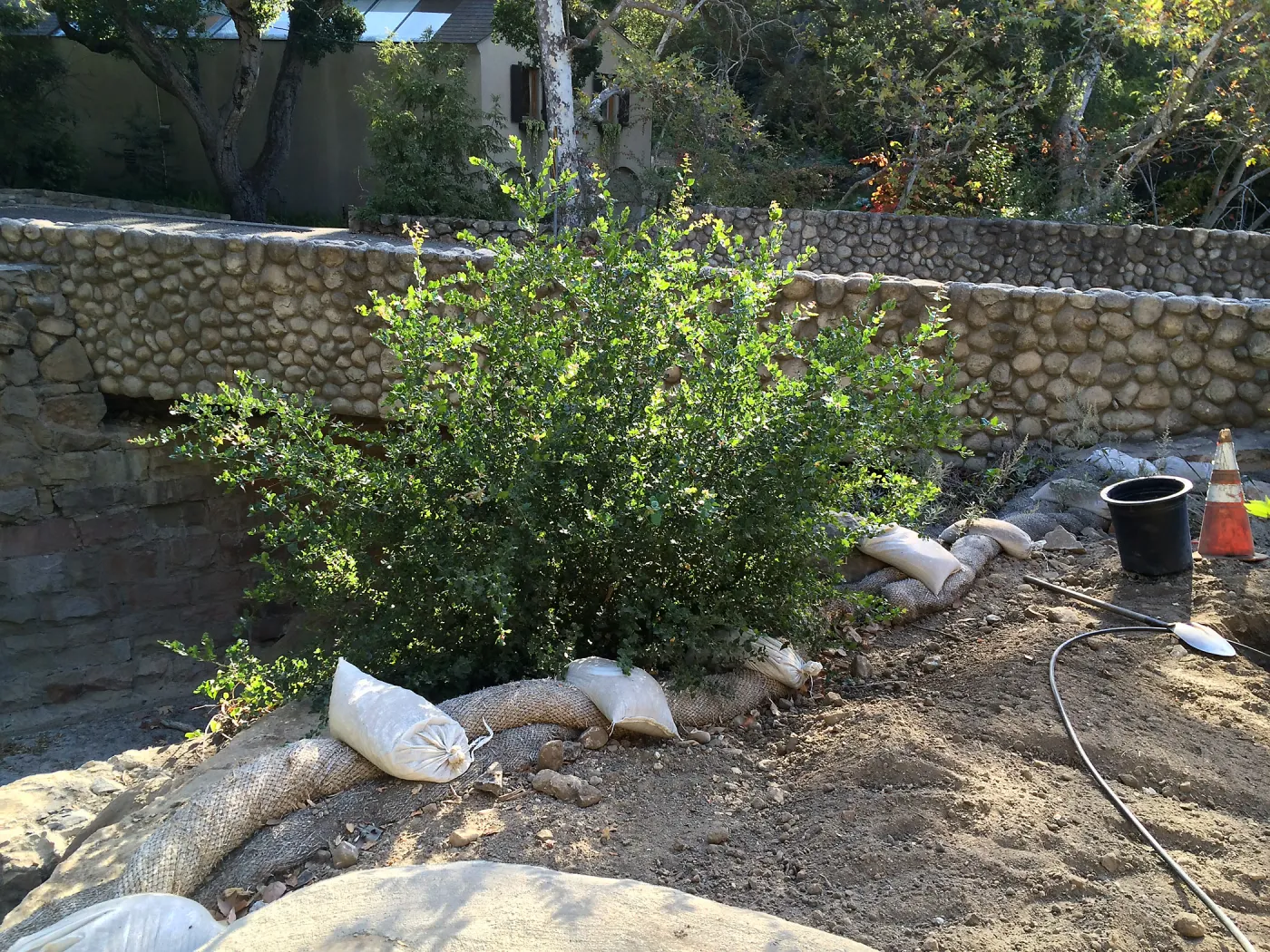 Replanting Platanus racemosa at the Bridge on Mission Canyon Road for SWIP reveg