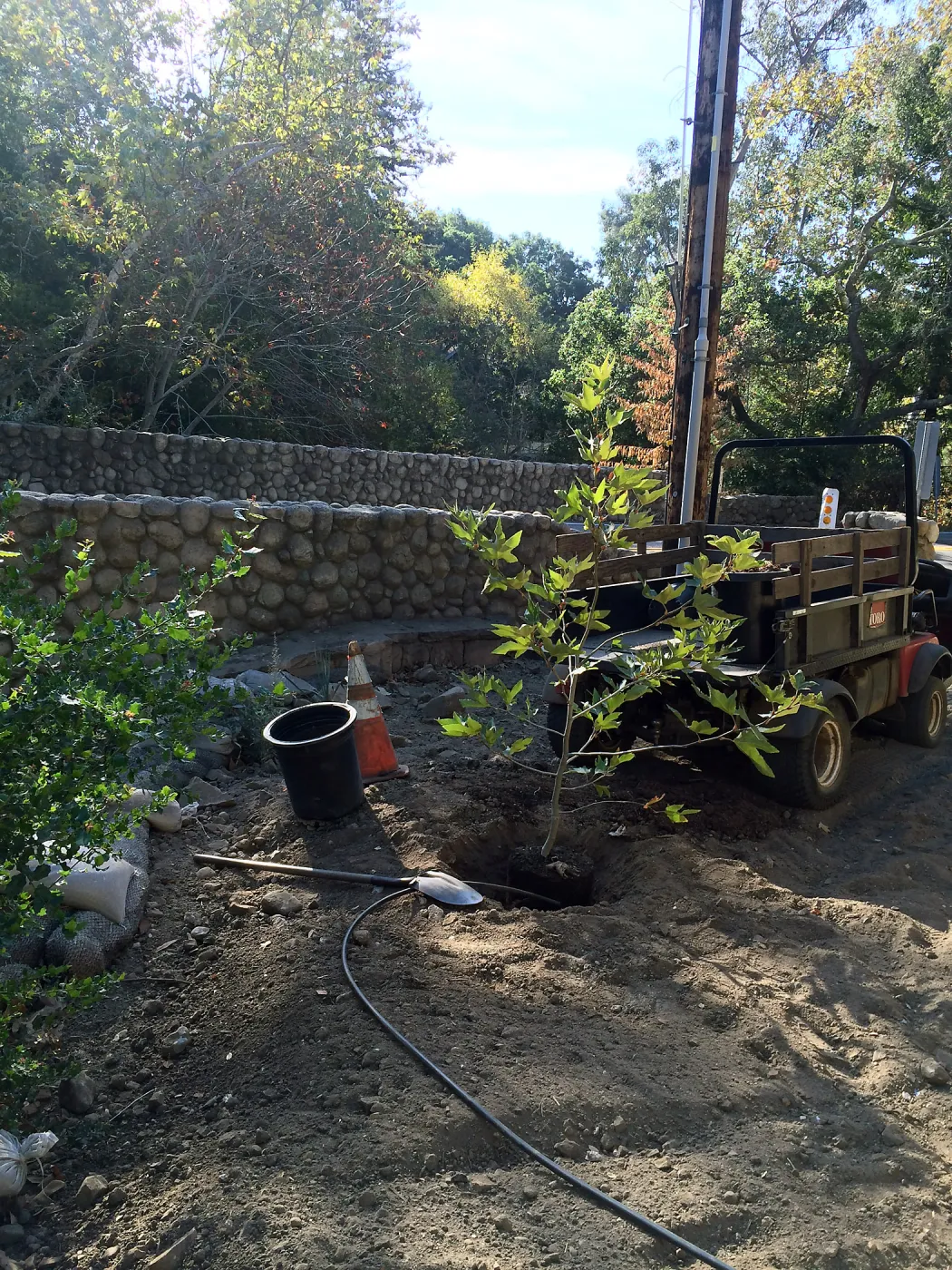 Replanting Platanus racemosa at the Bridge on Mission Canyon Road for SWIP reveg
