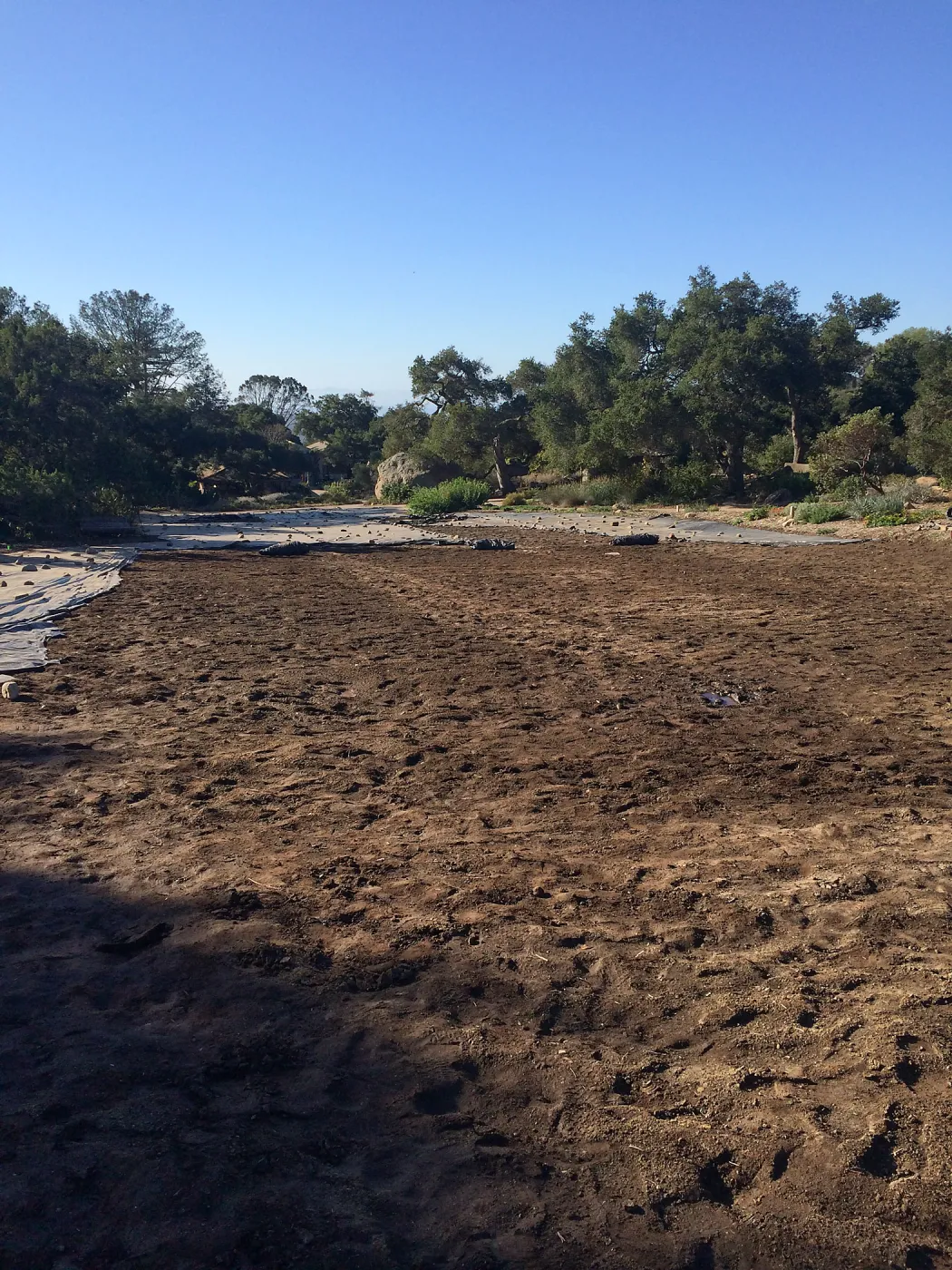 Meadow after solarization