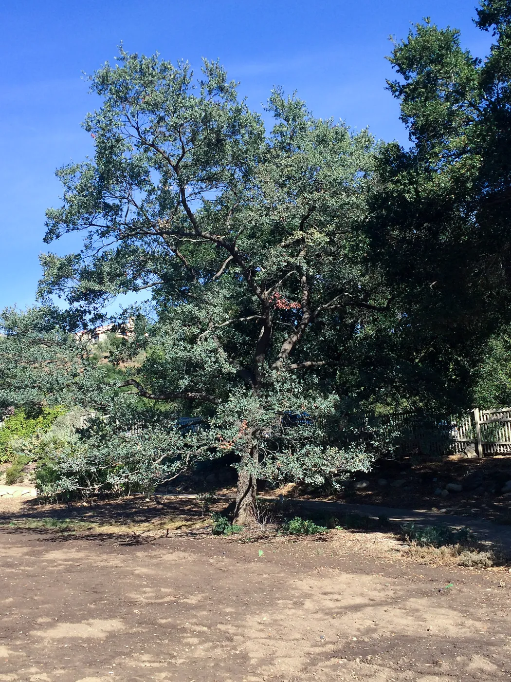 Quercus douglasii at Meadow edge
