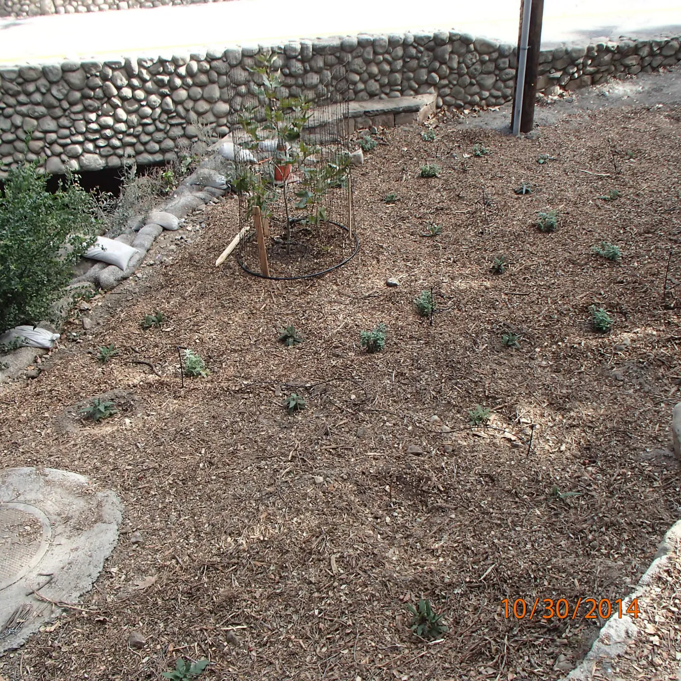 SWIIP restoration plantings, sycamore, hummingbird sage, mugwort