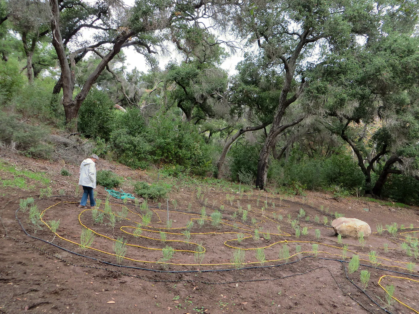 Ingrid Kaper walking the newly planted maze