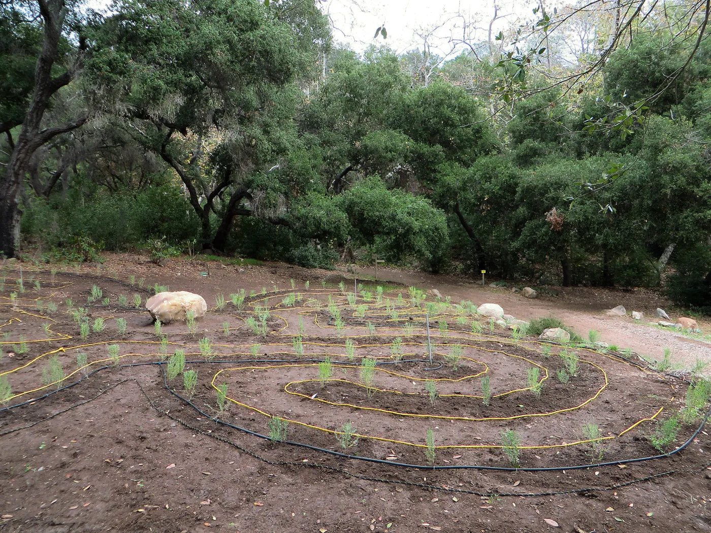 Newly planted Maze