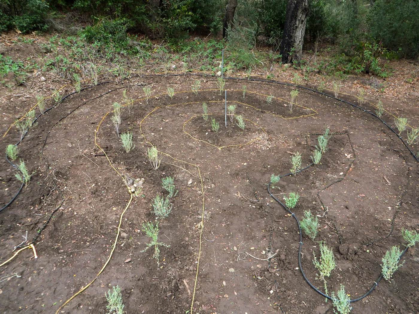 Newly planted Maze