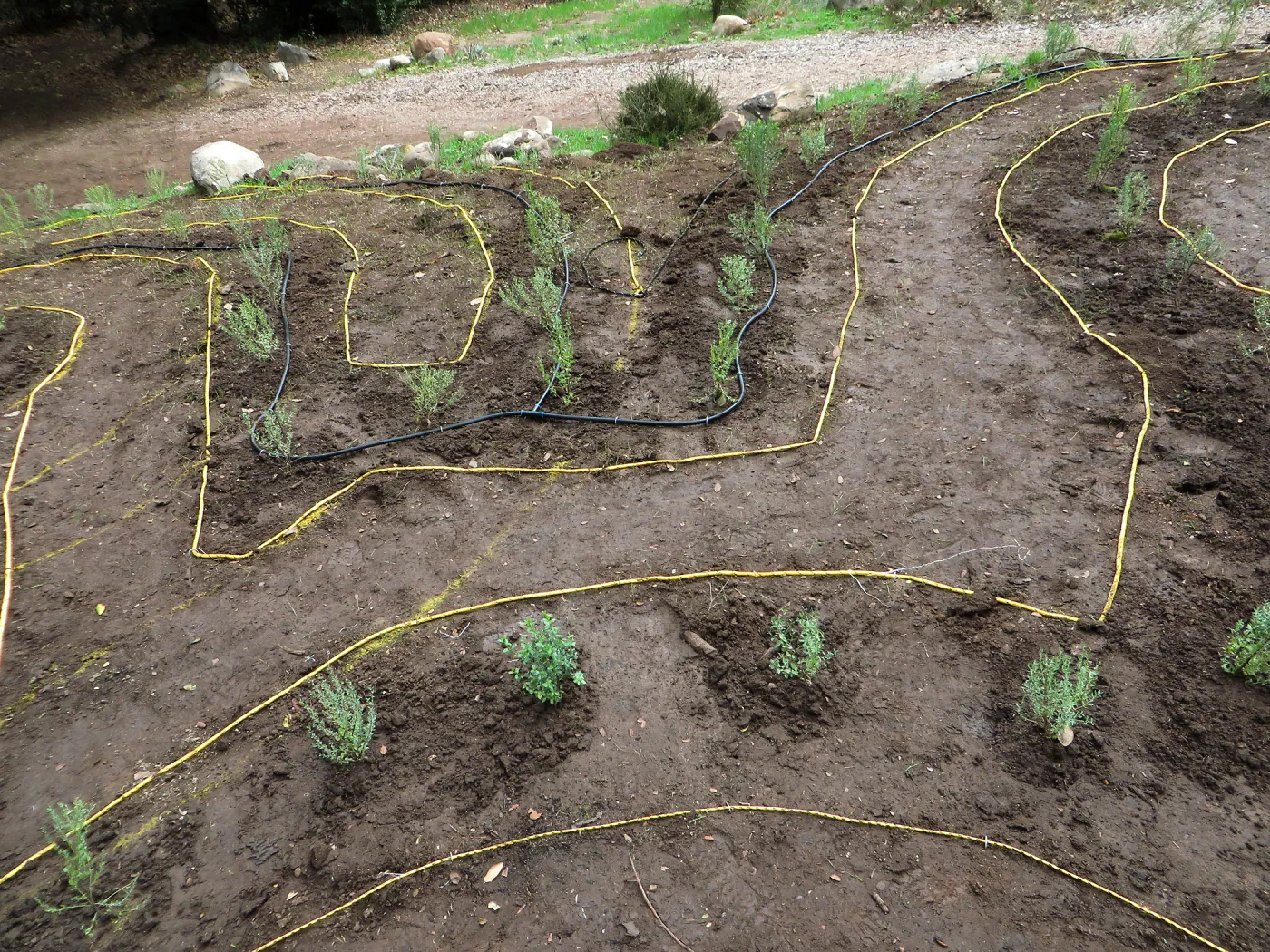Newly planted Maze