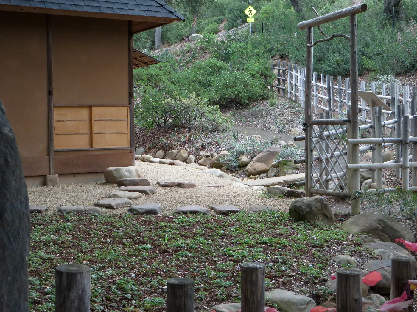 Grape vine at Tea House