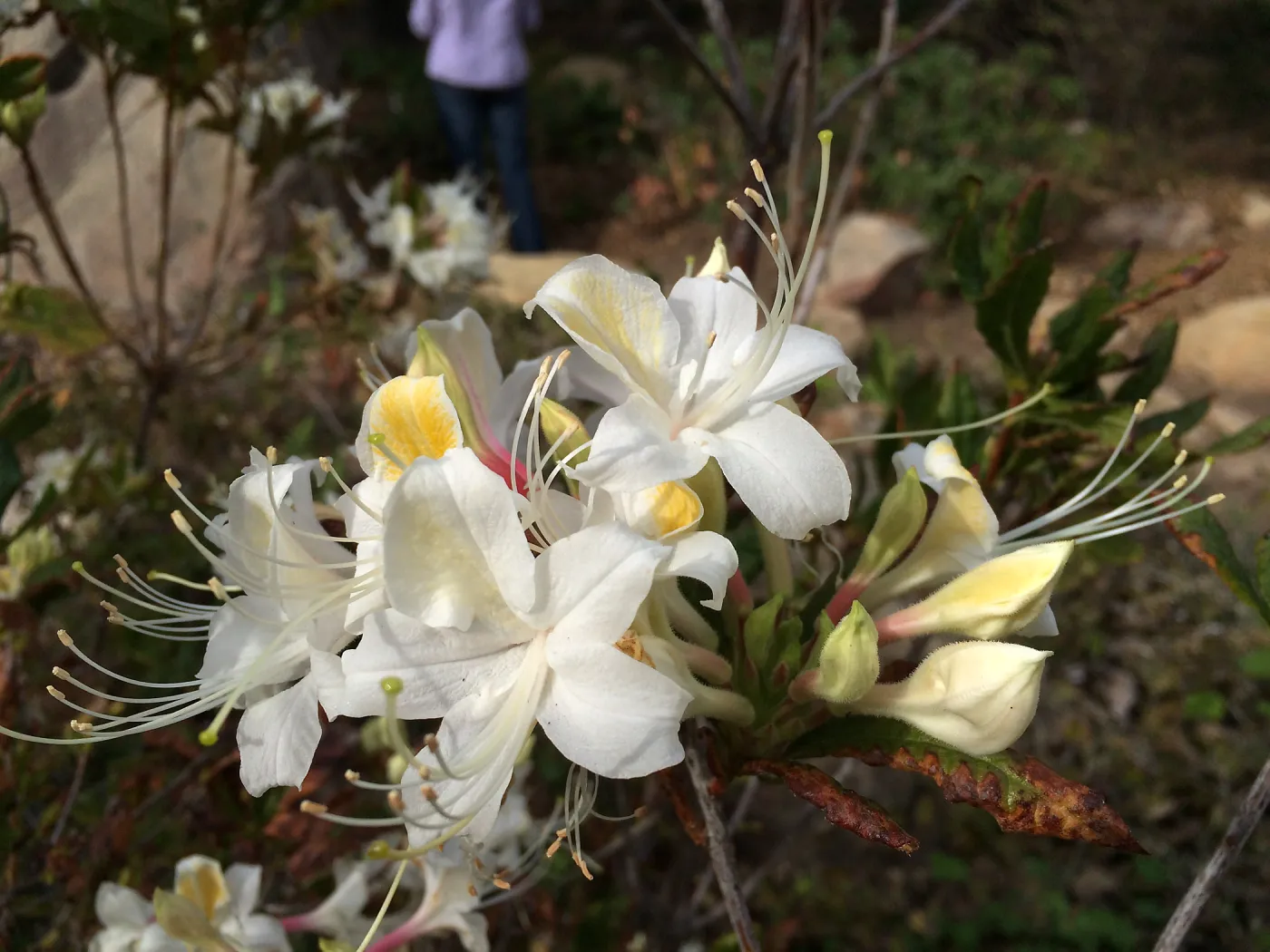 Rhododendron occidentalis blooming at the Pond