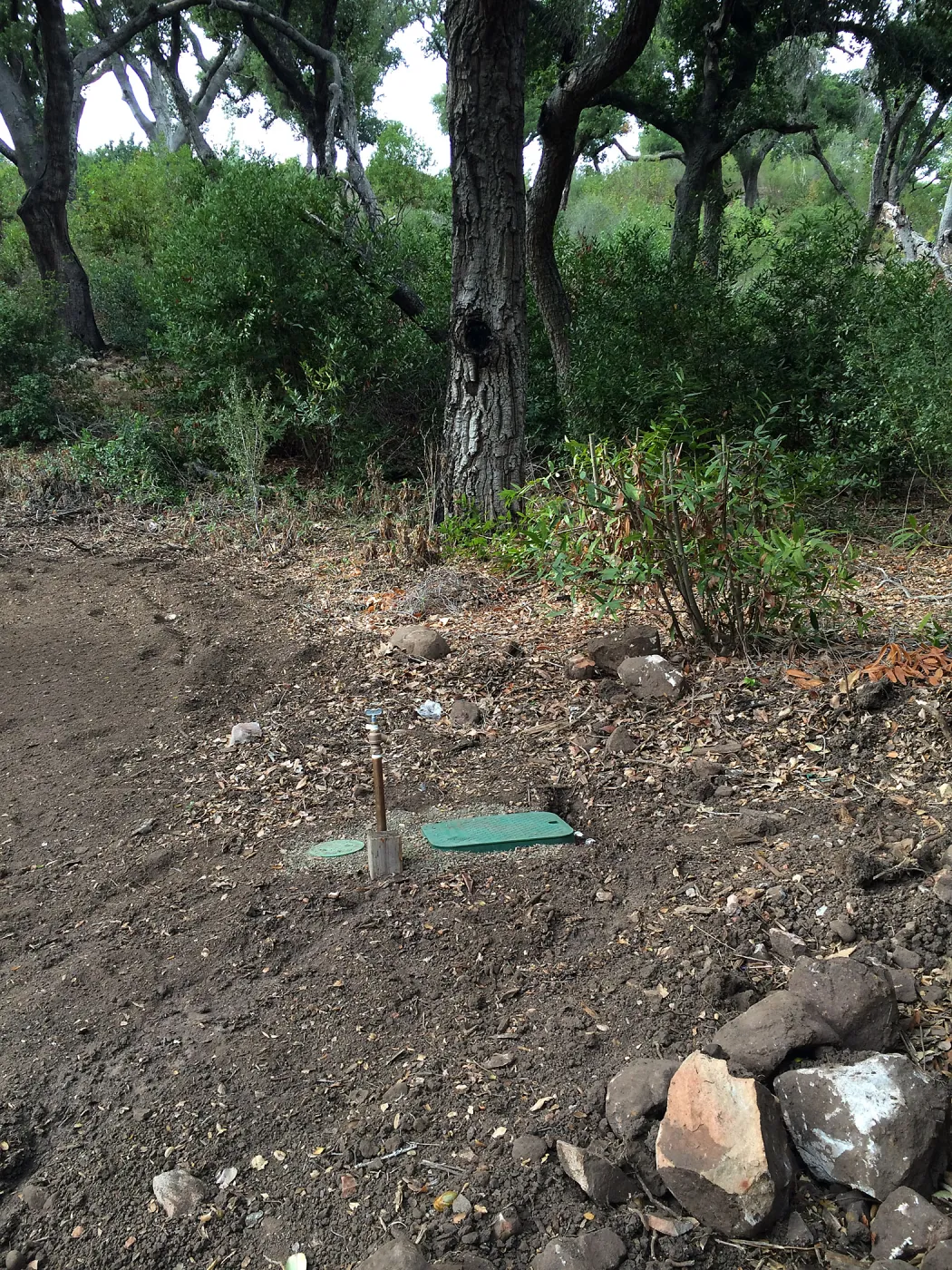 Maze site before planting