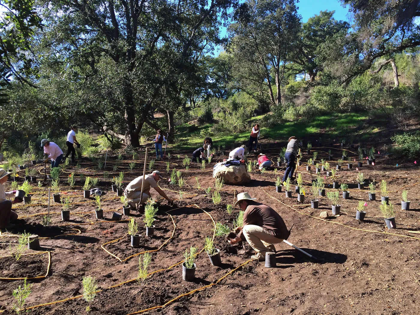 Planting the Maze with Baccharis