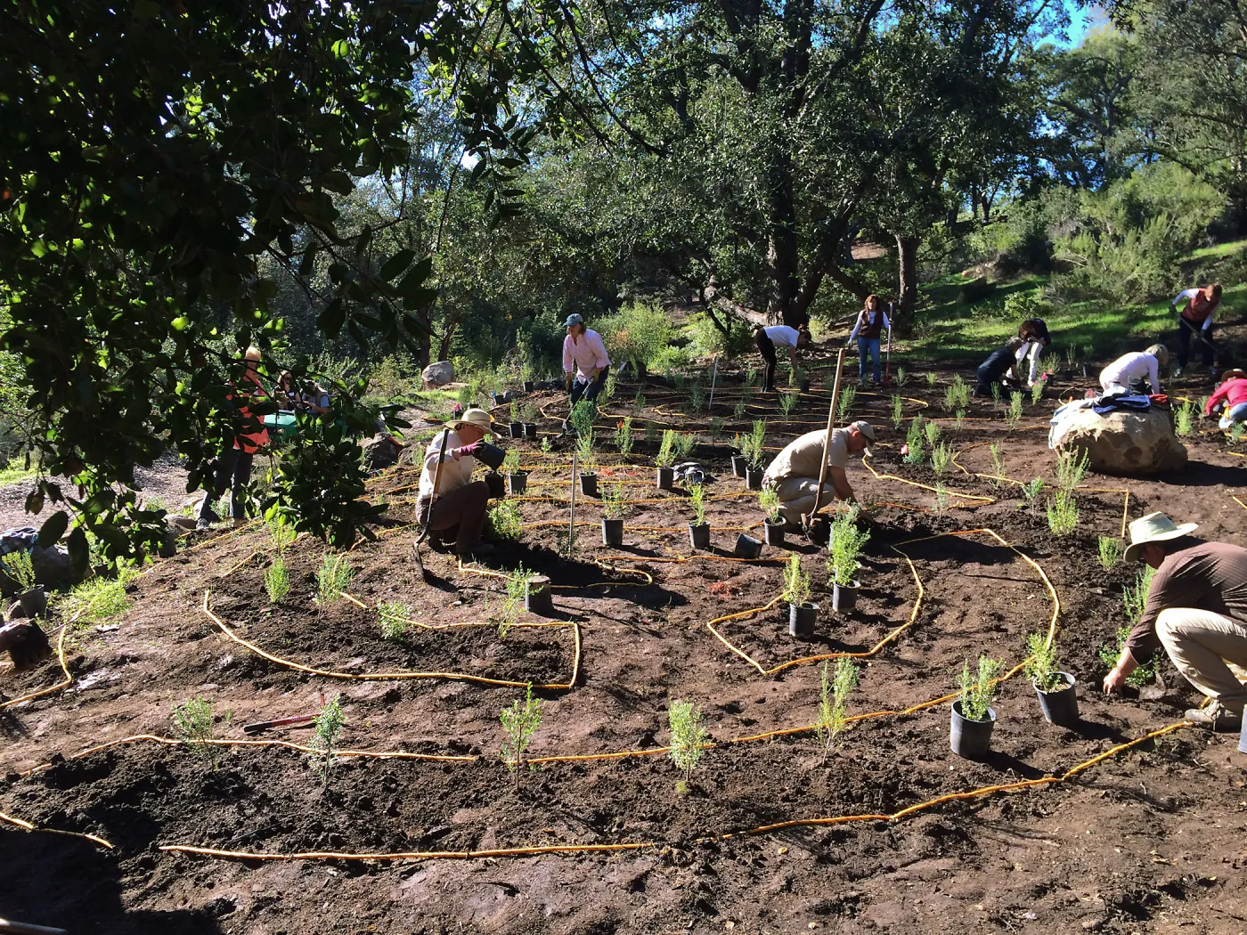 Planting the Maze with Baccharis