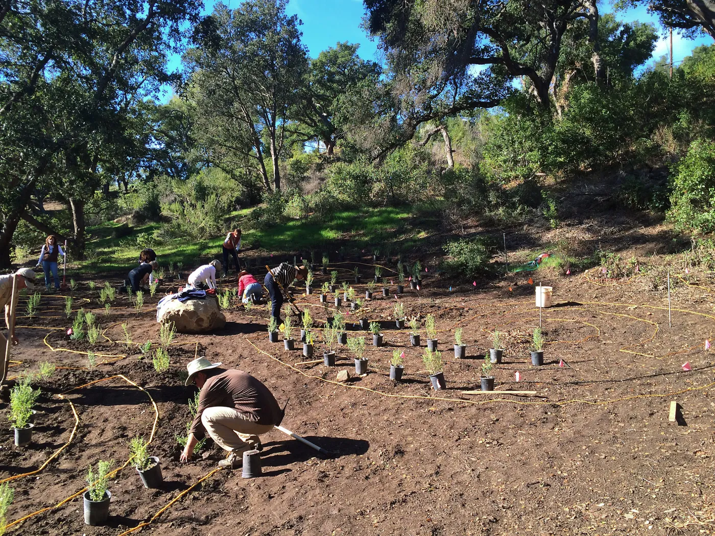 Planting the Maze with Baccharis