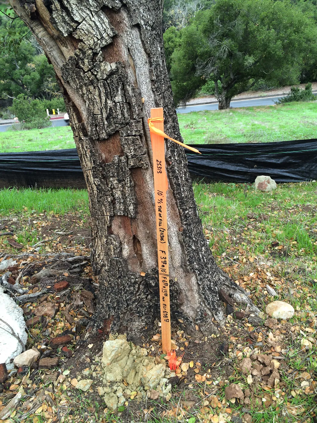 Pritzlaff construction site, fire damaged tree