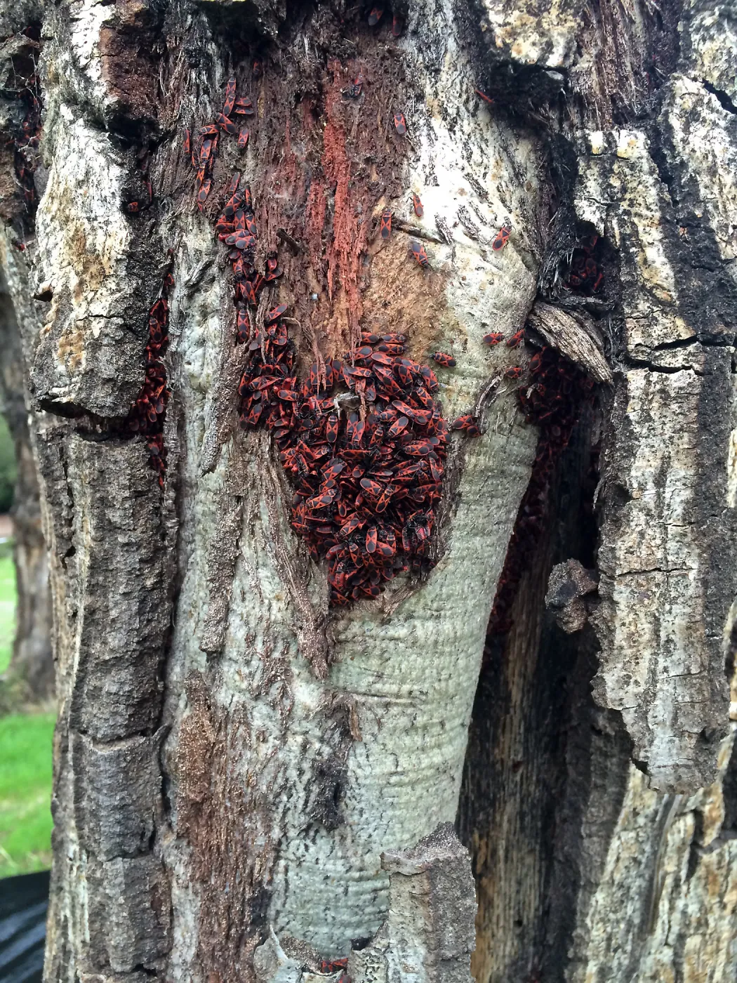 Colony of Boxelder Bugs on live oak below Pritzlaff Conservation Center