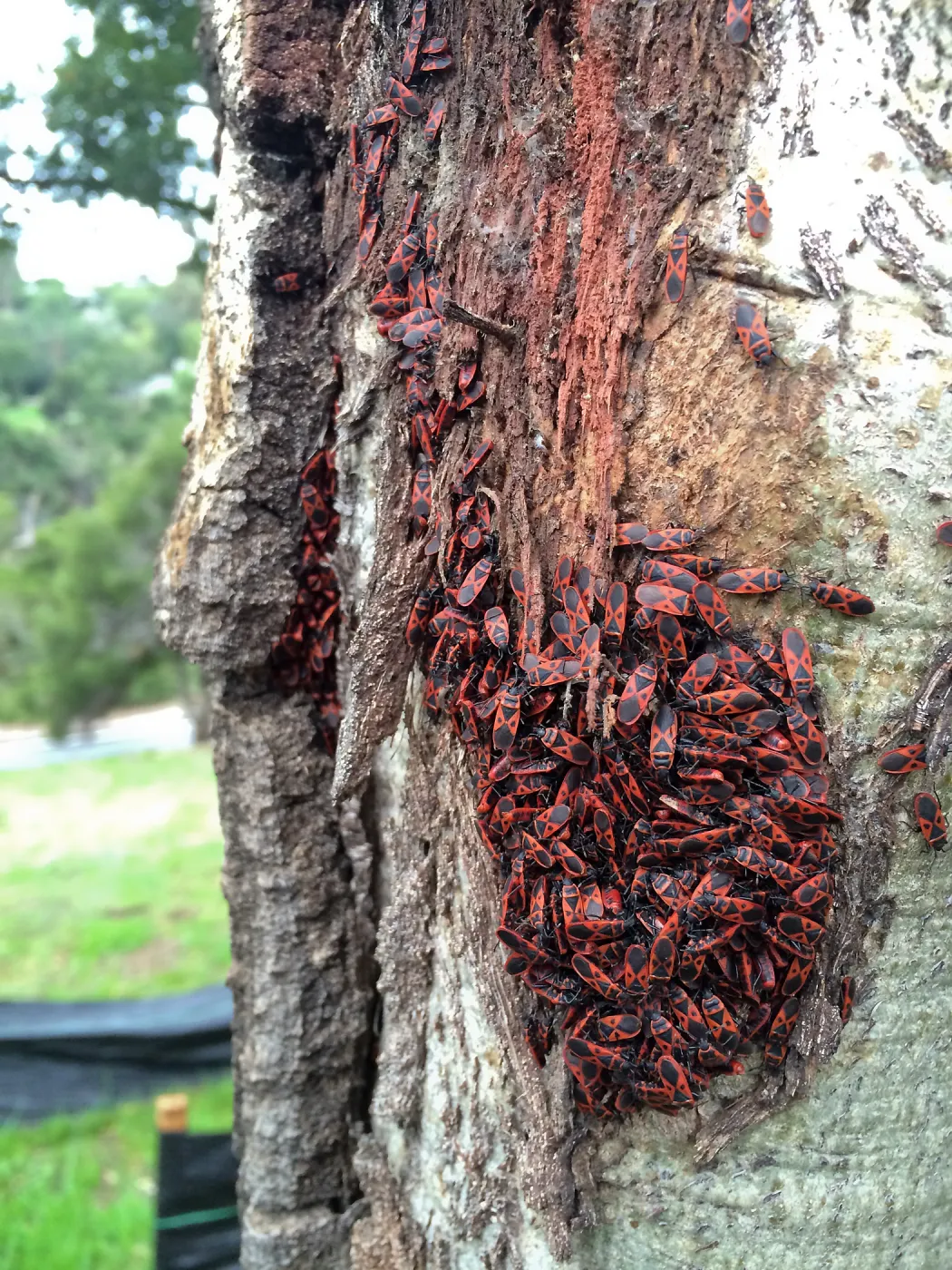 Colony of Boxelder Bugs on live oak below Pritzlaff Conservation Center