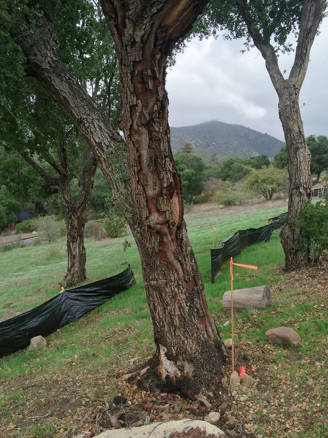Pritzlaff construction site. Fire damaged trees along route of new cart path