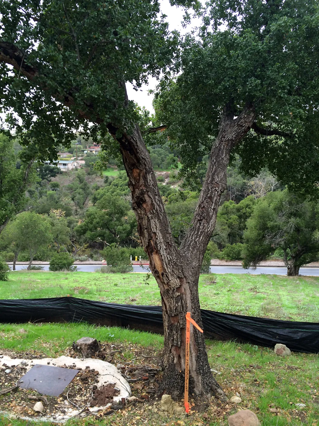 Pritzlaff construction site. Fire damaged trees along route of new cart path