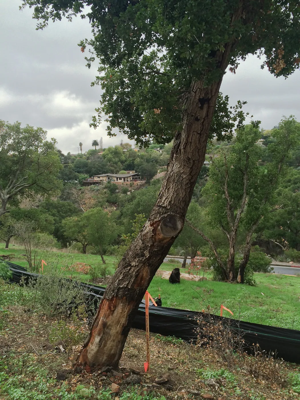 Pritzlaff construction site. Fire damaged trees along route of new cart path