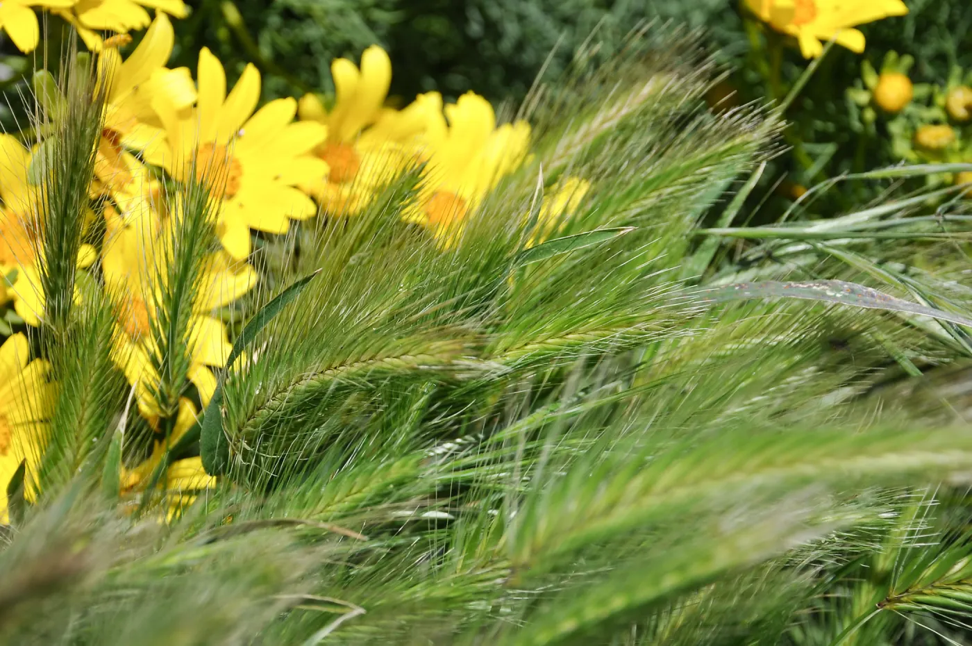 Anacapa Island Trip 2016-05, Hordeum murinum (non-native annual grass), Coreopsis gigantea
