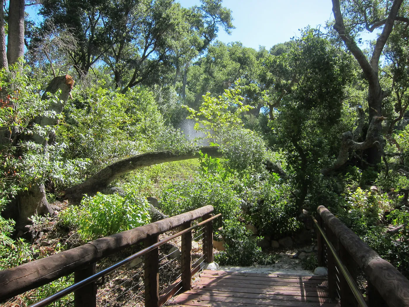 Fallen oak in Wooded Dell by Campbell Bridge