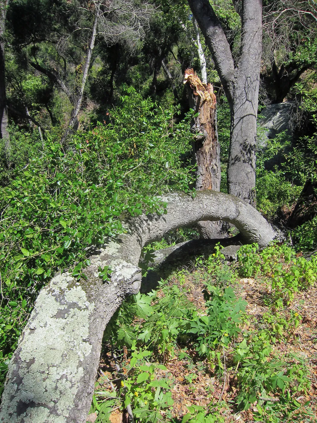 Fallen oak in Wooded Dell by Campbell Bridge