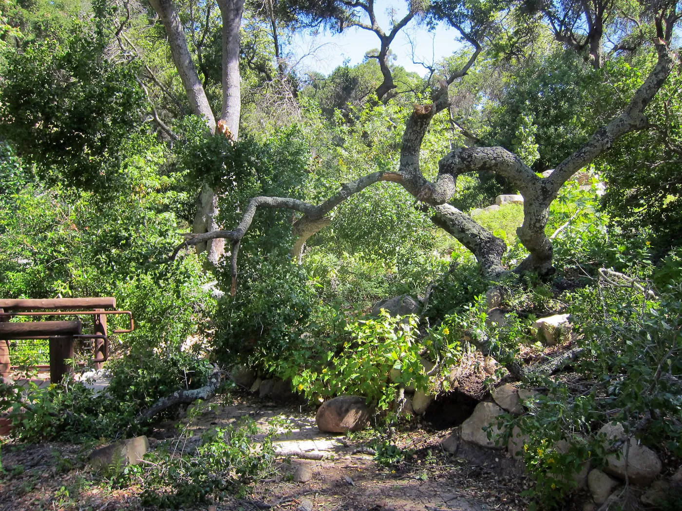 Fallen oak in Wooded Dell by Campbell Bridge