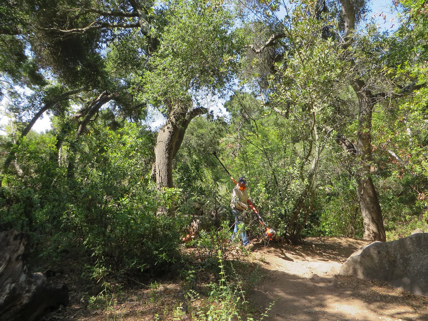 Manuel cleaning up downed oak by trail to water tank
