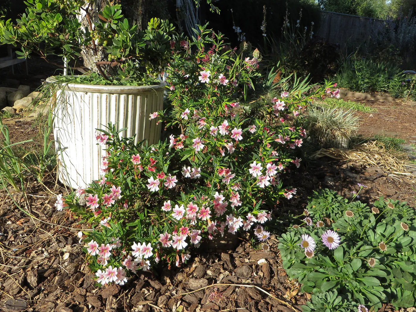 Betsy's Garden, Mimulus Jelly Bean Purple & Pink