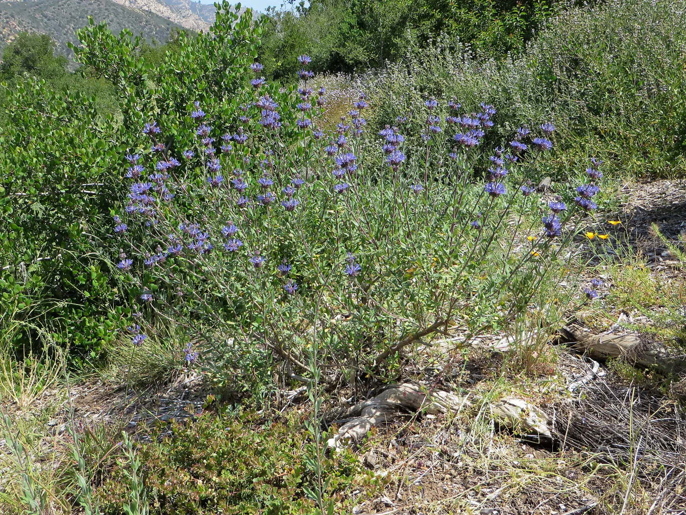 Porter Trail, Salvia (sage) Japatule