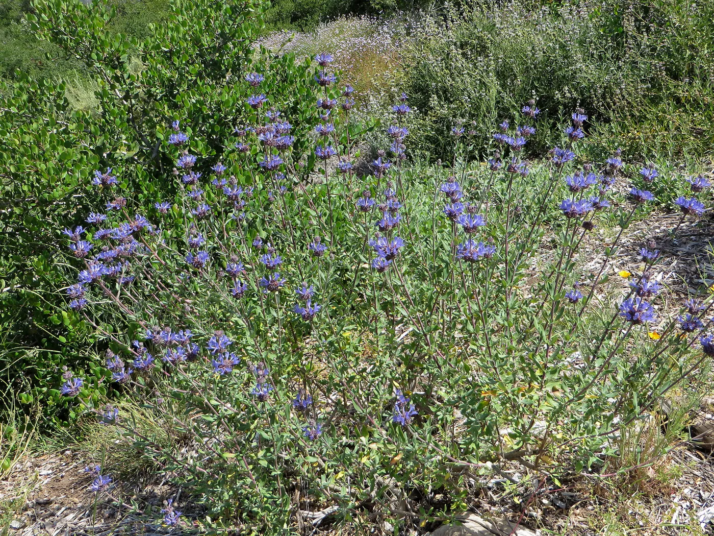 Porter Trail, Salvia (sage) Japatule