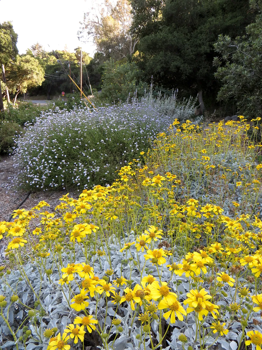Tunnel Road Triangle, Encelia farinosa and Verbena Paseo Rancho