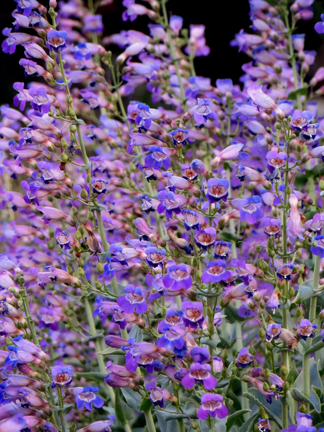 Tunnel Road Triangle, Penstemon spectabilis