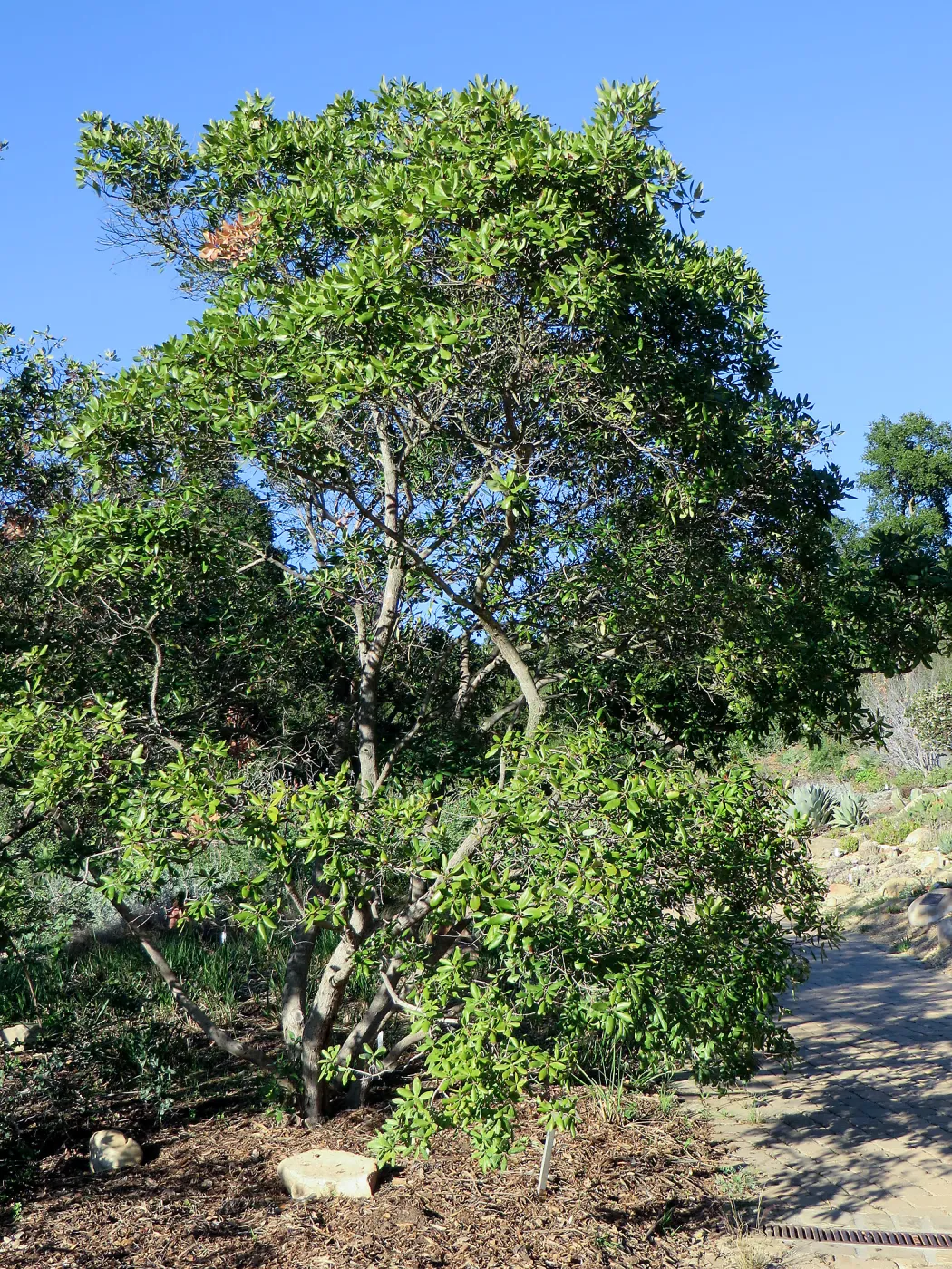 Comarostaphylis diversifolia on Porter Trail