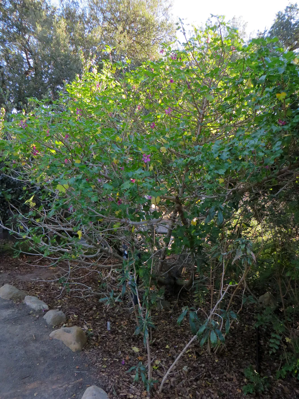 Lavatera assurgentiflora in Conservation display