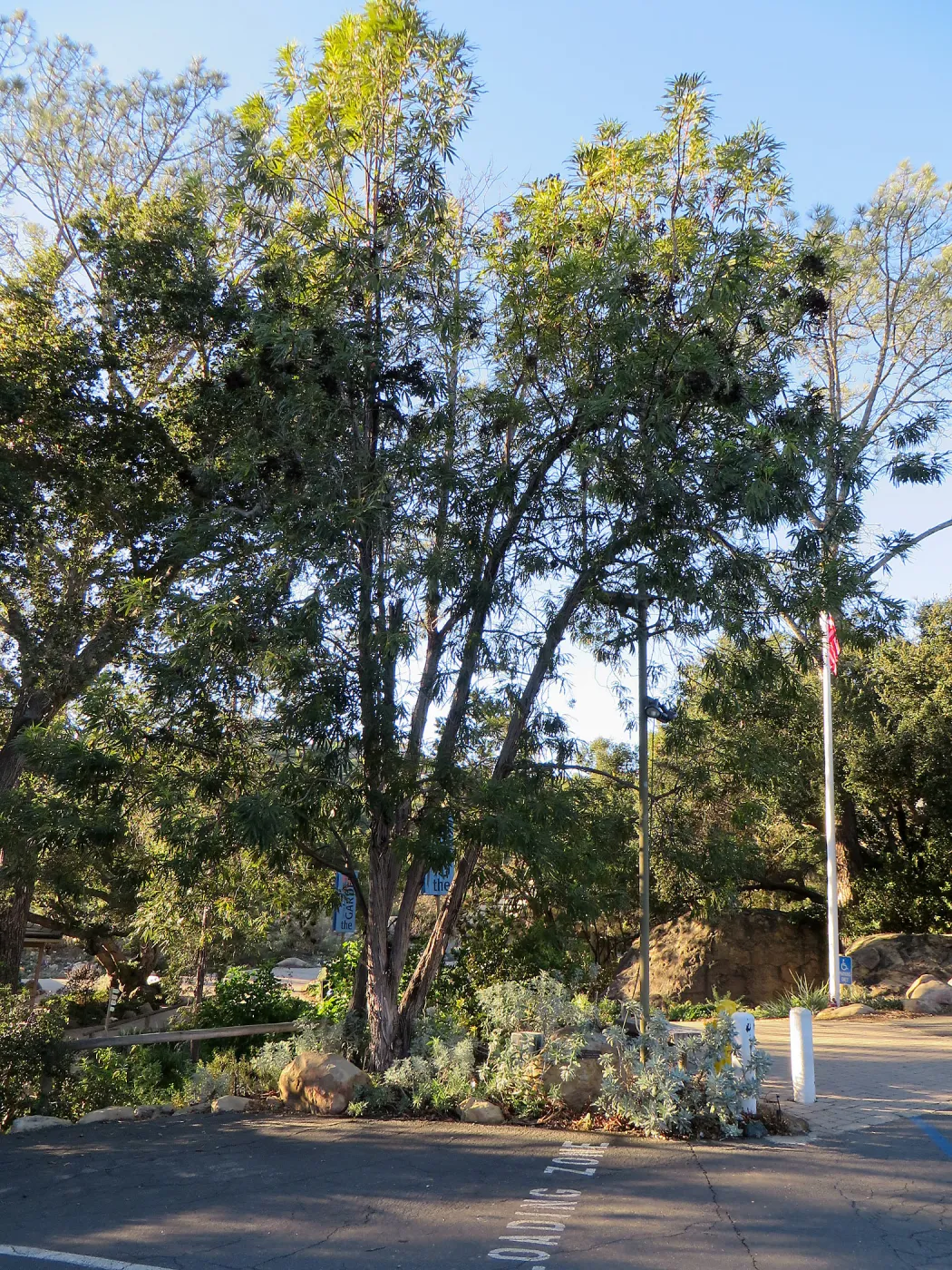 Parking lot, Lyonothamnus