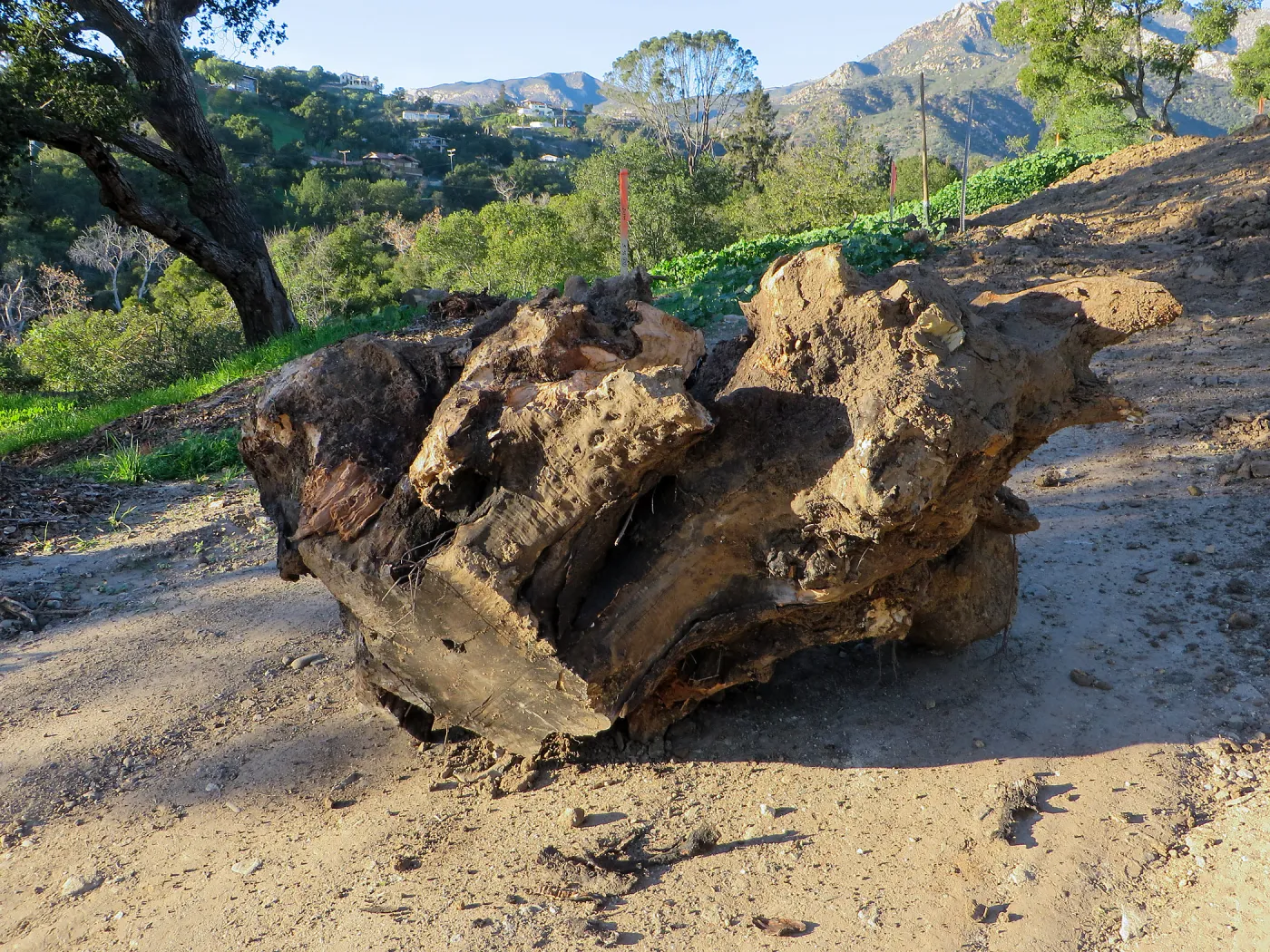 PCC Construction, some of the stumps removed