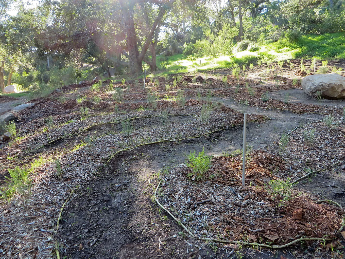 the Maze