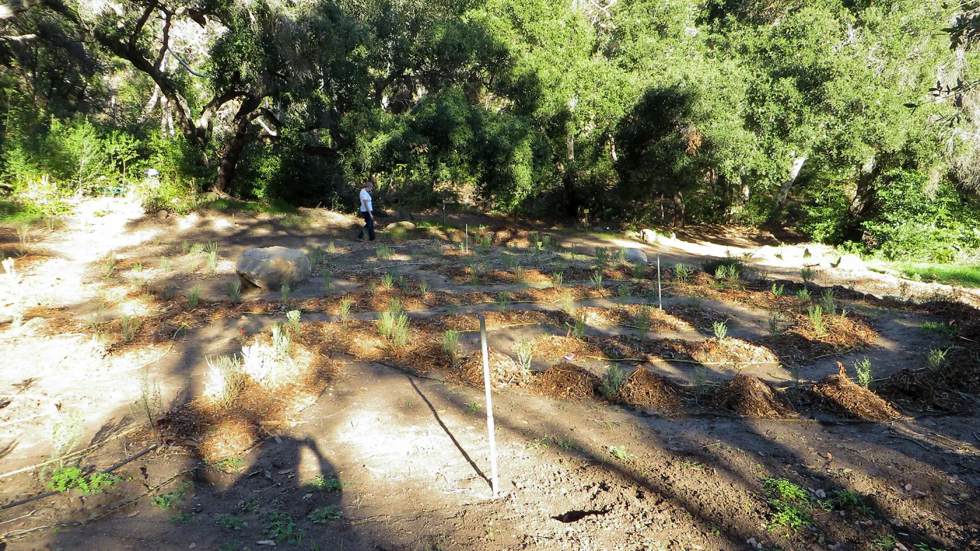 the Maze