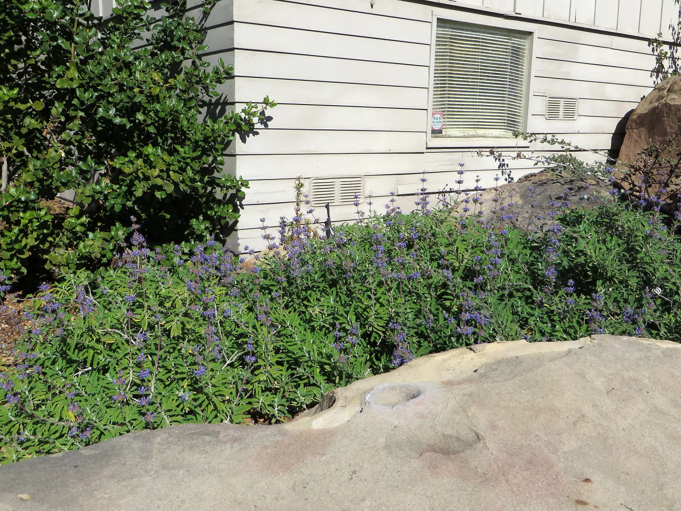 Salvia (sage) Bon Bon