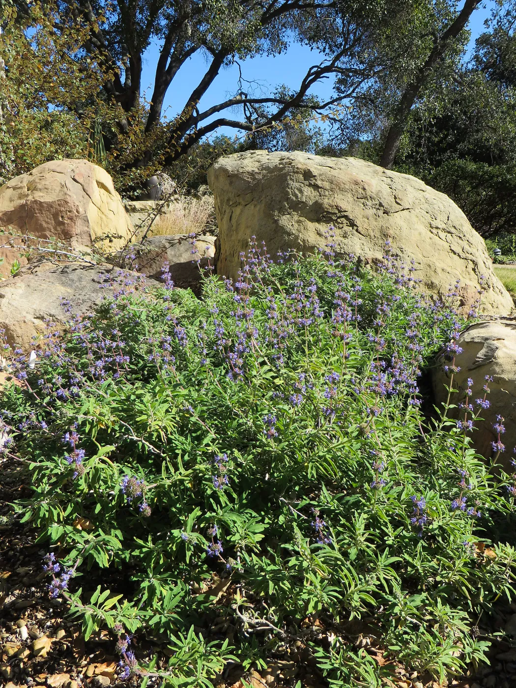 Salvia (sage) Bon Bon