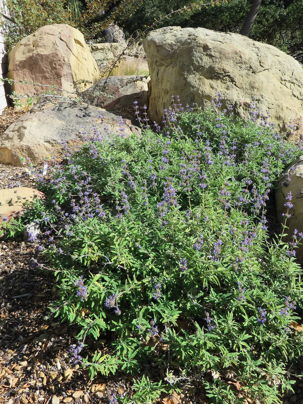 Salvia (sage) Bon Bon