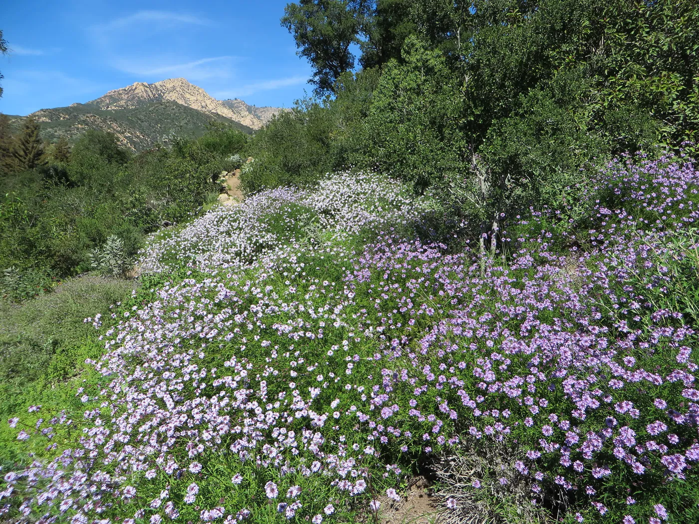 Verbena Paseo Rancho and de la Mina on Porter Trail